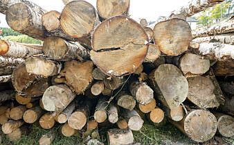 Skogeierne felte mer tømmer enn noensinne i fjor