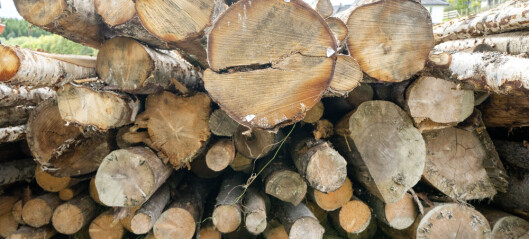 Skogeierne felte mer tømmer enn noensinne i fjor