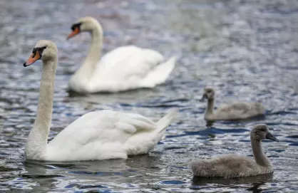 Svaner i Oslo og Asker har fått påvist fugleinfluensa
