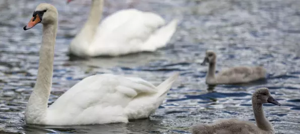 Svaner i Oslo og Asker har fått påvist fugleinfluensa