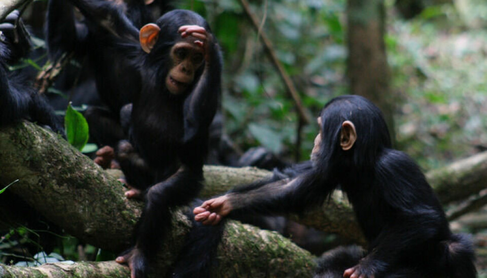Her strekker en sjimpanse ut hånda. Det betyr ofte, «kan jeg få mat».