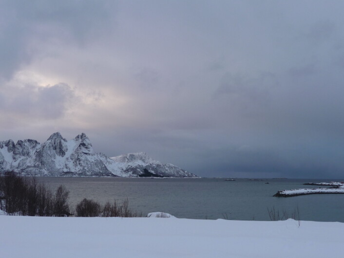 Utsikt frå Myre i Vesterålen: Skogsøya og storhavet. (Foto: Björn Lundquist) Utsikt frå Myre i Vesterålen: Skogsøya og storhavet. (Foto: Björn Lundquist)