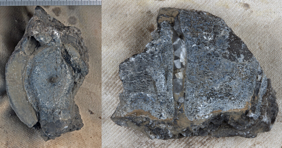 For et utrent øye ser de ut som hvilke som helst andre eksemplarer av gråstein. Men paleontolog Benjamin Kear stusset: Dette ser da ut som fiskeøgleknokler - fra før fiskeøglene eksisterte.
