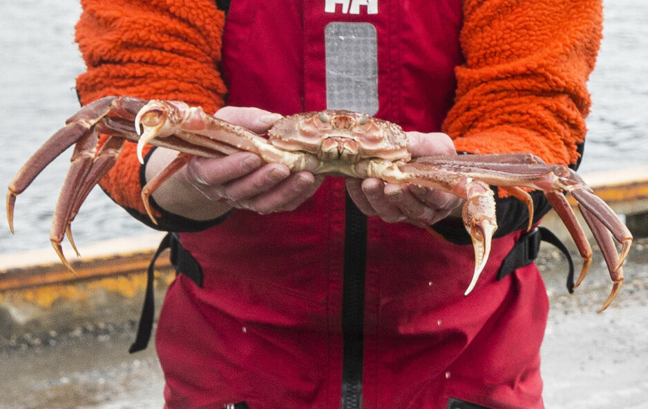 Juss-ekspertene kaller krabben en marin sokkelressurs på linje med olje, gass og mineraler. Da blir reglene for fangst annerledes enn for fisk.
