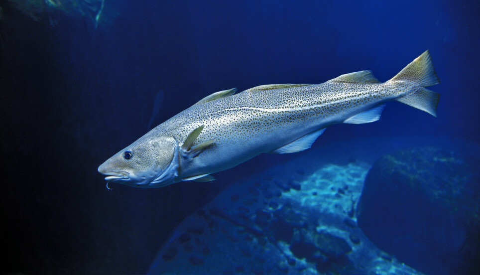 Svenske forskere har sett på hvordan det går med torsk og andre fiskearter i verneområder.
