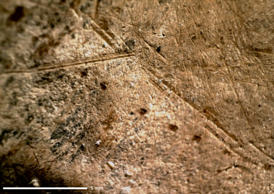 Et av mange eksempler på kuttmerker på de 125.000 år gamle elefantknoklene.