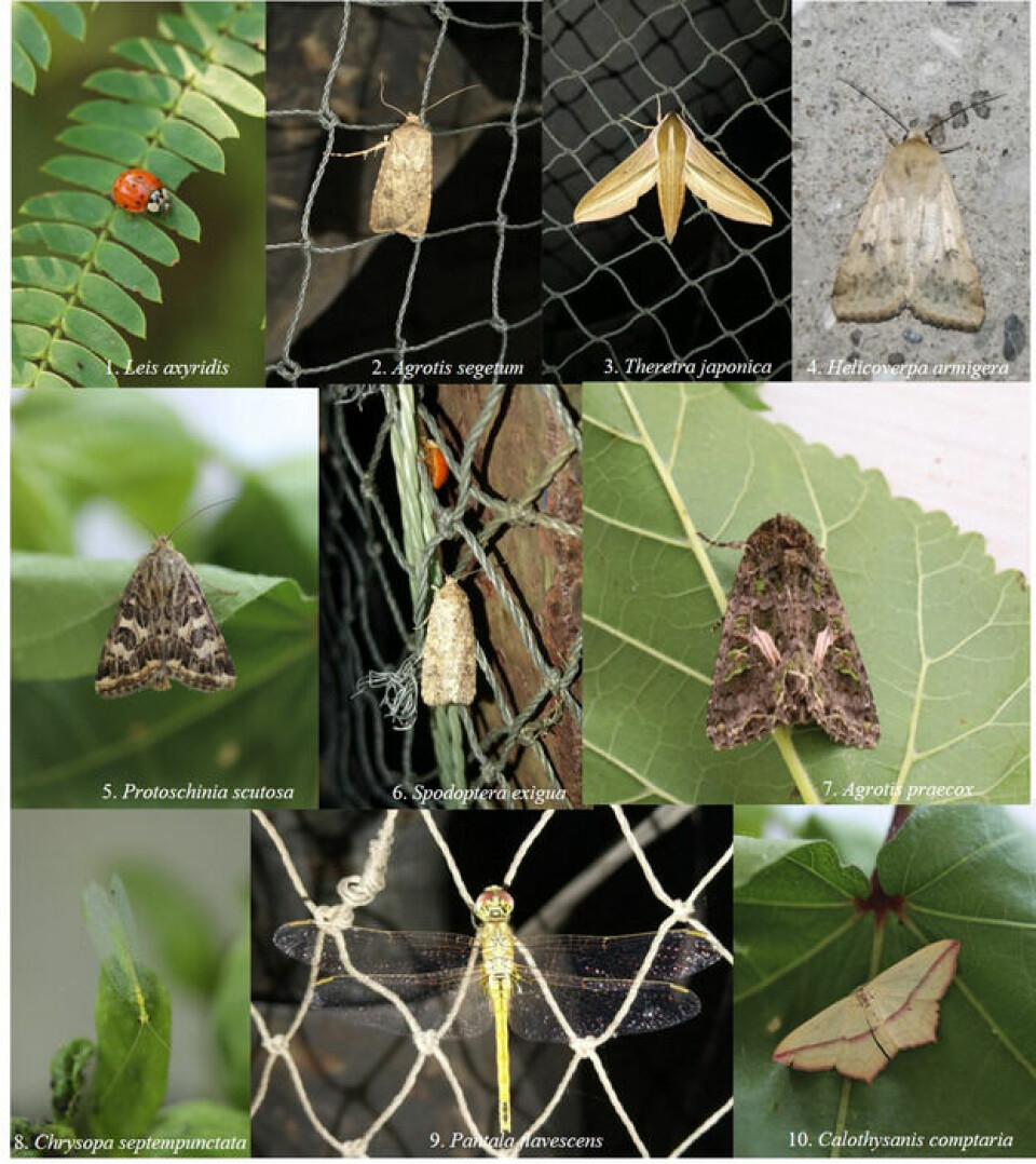 Eksempler på insektsarter som ble fanget.