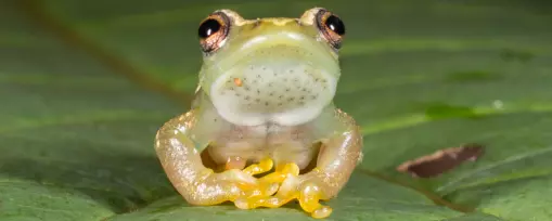 Denne lydløse frosken sier ikke et kvekk