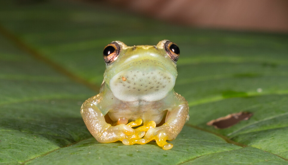 Den lydløse frosken er bitte liten. Fra snuten til enden av kroppen er den rundt to centimeter.