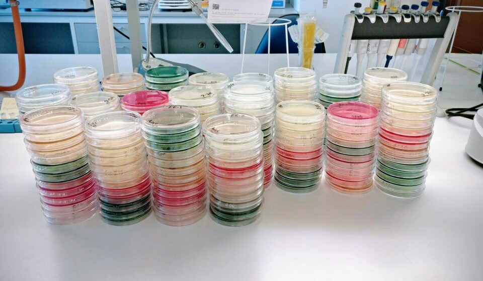 Petriskåler med prøver av den isolerte bakterien som de hadde hentet fra makrellens innvoller.