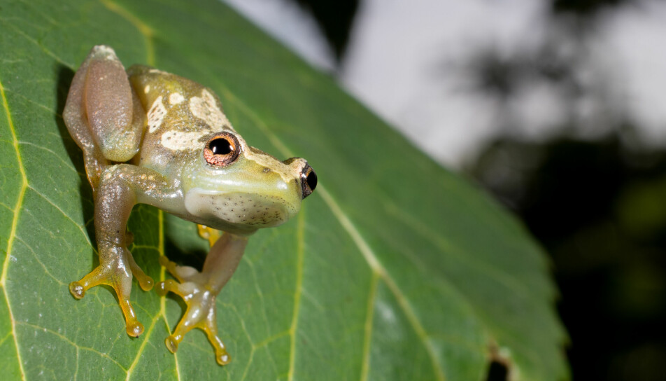 Den lydløse frosken er oppkalt etter Ukaguru-fjellene, hvor forskere fant den.