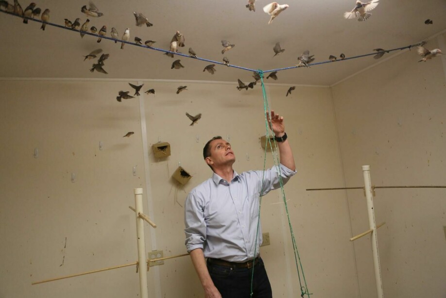 John P. Swaddle forsker på hvordan fuglene oppfører seg, nå også forut for det brutale møtet med et vindu.