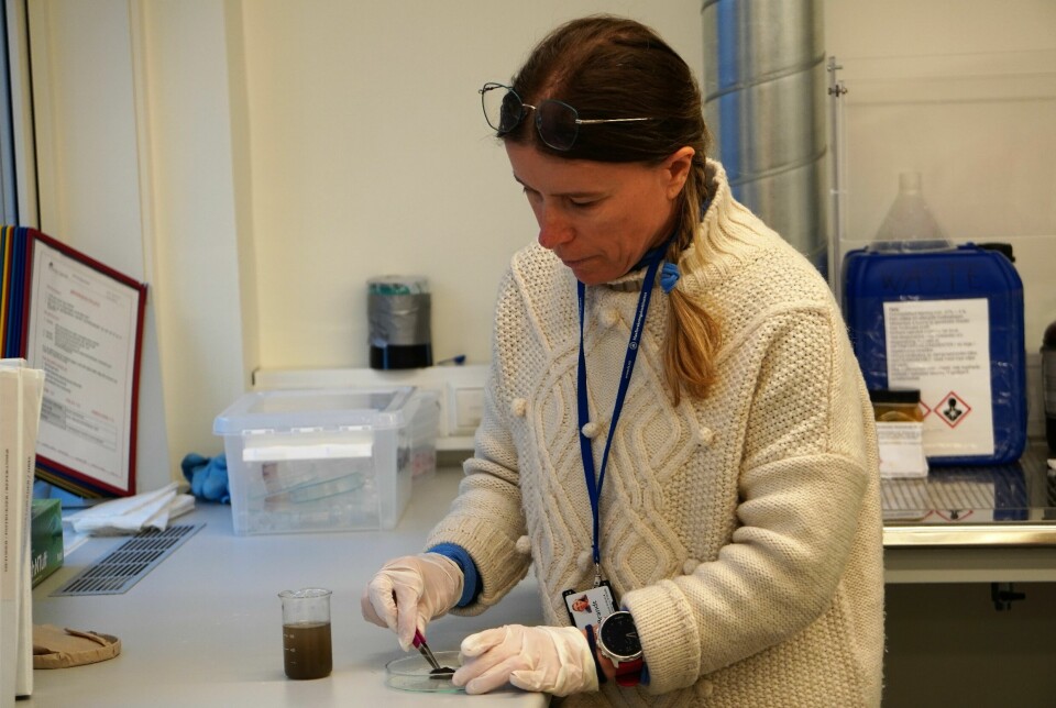 Carla Freitas with whale poo in the lab.