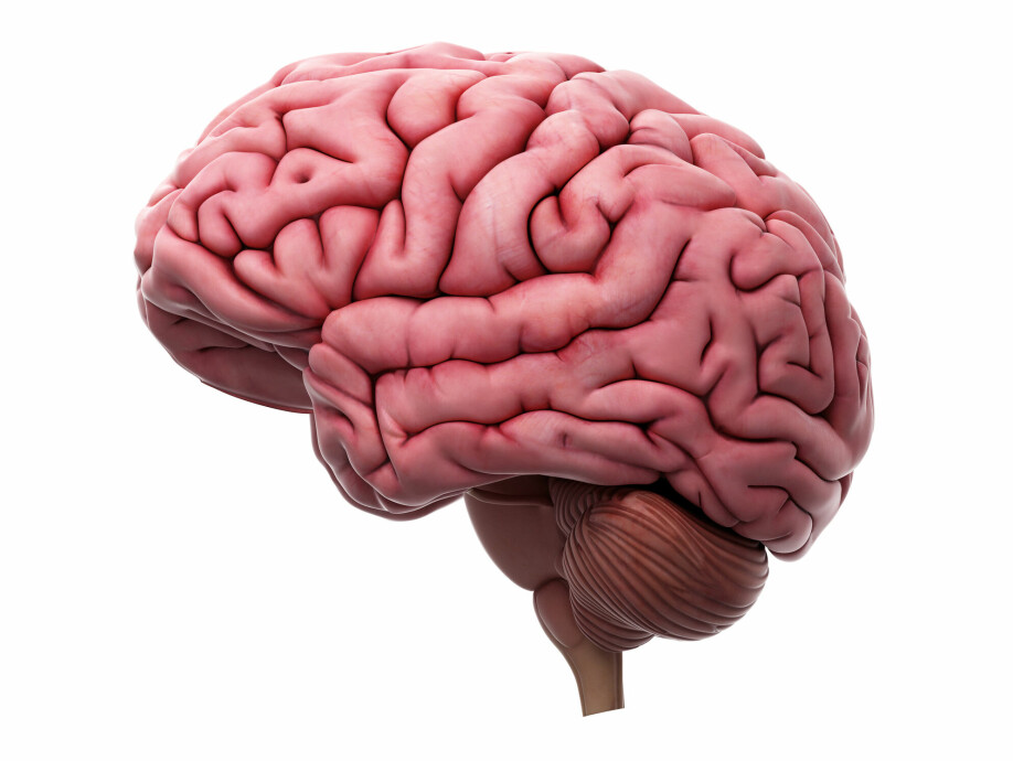 Menneskehjernen er ikke størst, men den er veldig tettpakket.