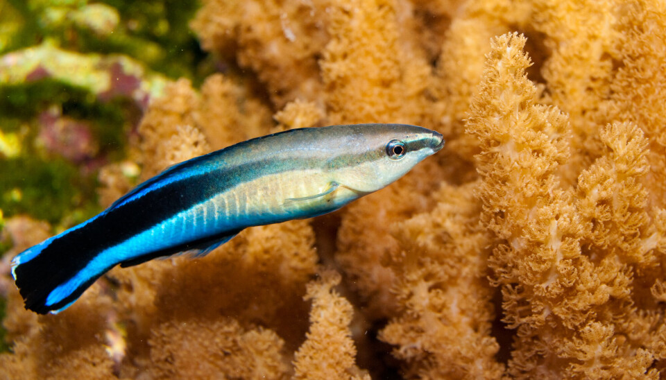 Sosiale dyr trenger å være smarte. Trolig har det gjort denne fisken smartere enn de fleste.