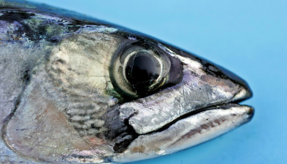 Det er oppdaget fisketuberkulose i makrell.