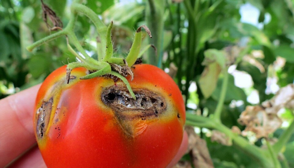 Det er ikke rart at bøndene vil beskytte tomatene sine mot sommerfuglen Tuta absoluta . Larvene ødelegger både tomatene og bladene på planten.