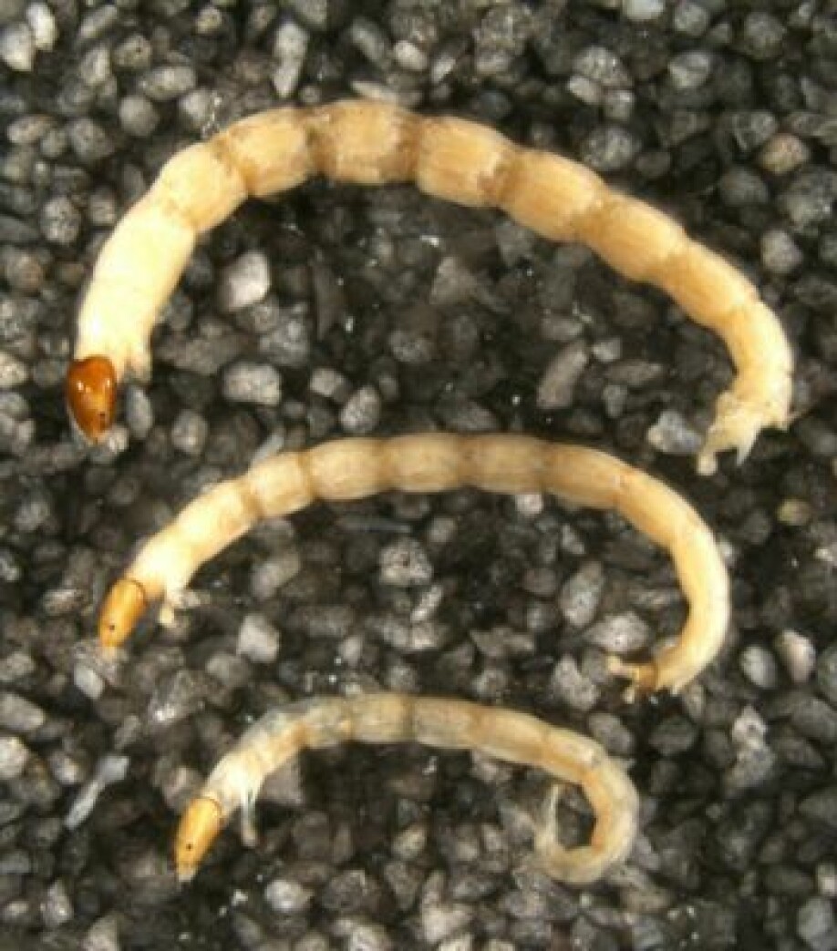 Non-biting midge larvae.