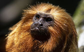 Vaksinasjon kan redde utrydningstruede aper i Brasil