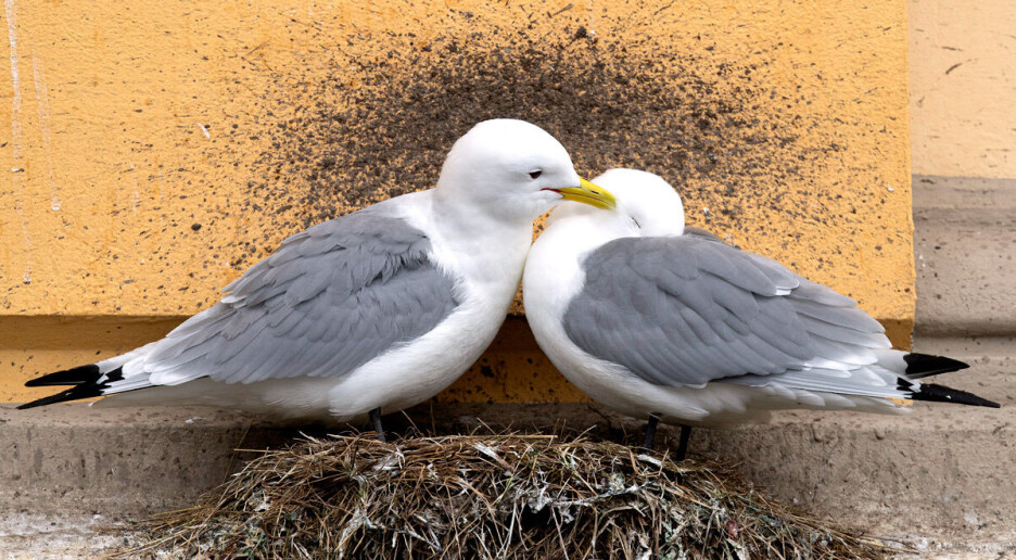 Krykkja både driter og bråker i byen. Nå får de egne hotell