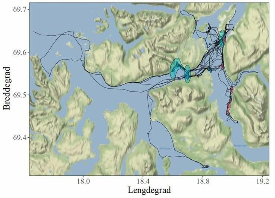 GPS-merking avslørte at de fleste krykkjene dro på leting etter mat til de nærliggende fjordene Balsfjord og Malangen sør for Tromsø. En fugl dro så langt ut som til eggakanten utenfor Kvaløya, en total reiseavstand på 410 km. Turen tok 31 timer.