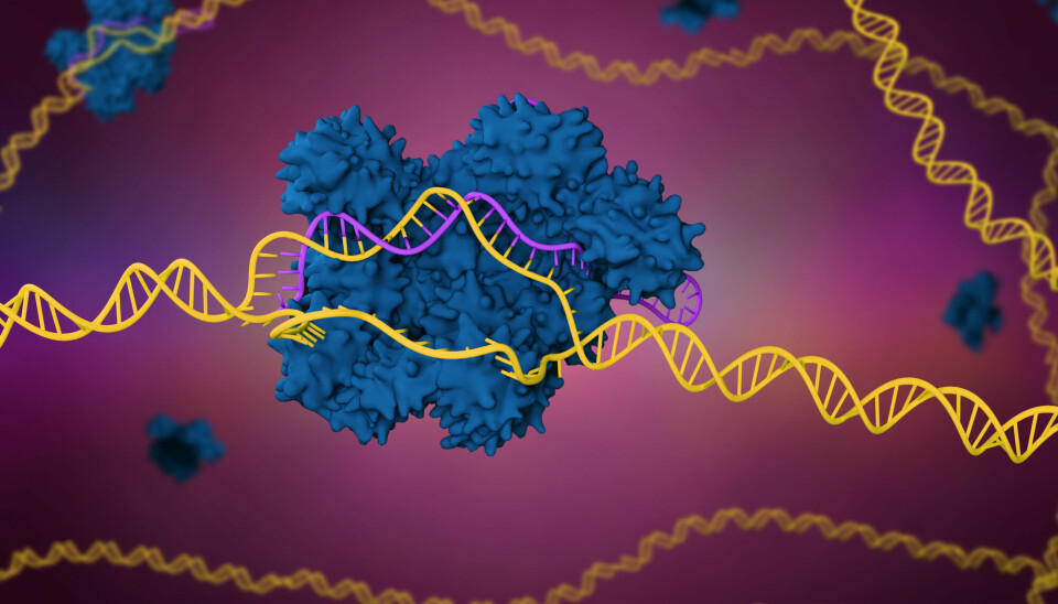 CRISPR kobler seg på den matchende biten i DNA-et.