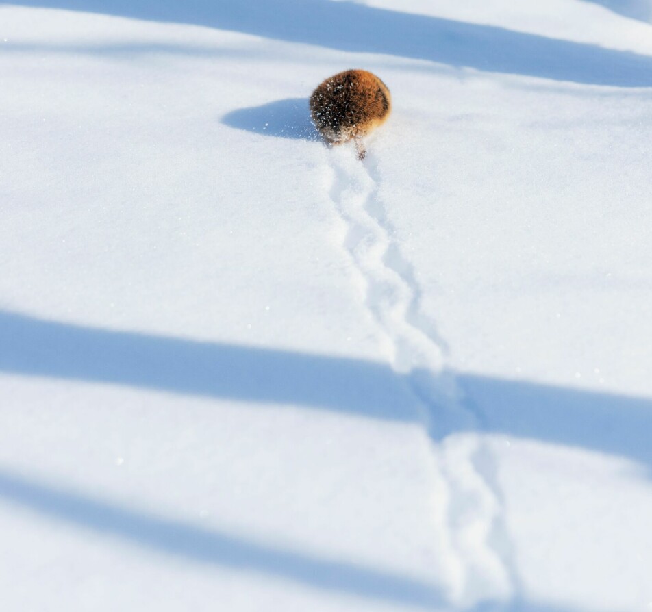 Om vinteren lever lemen i tørre områder, gjerne under et tykt dekke av snø. Der spiser den mose og musøre. Etter store lemenår er beiteeffekten så omfattende at den kan ses på satelittbilder. Lemen bruker alltid gang eller trav, og man kan ikke se spor etter halen. Skrittlengden er 10-15 centimeter.