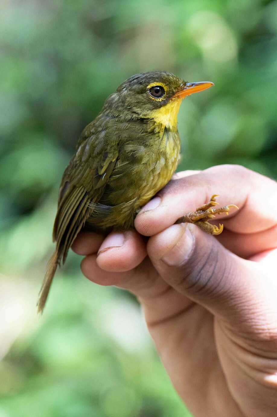 Avskoging på Madagaskar har tvunget sangfuglen til å flytte på seg, ifølge forskere.