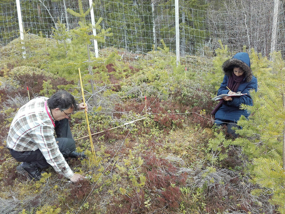 Researchers in the SustHerb project, which provided the foundation for the new study, continuously tracked changes in forest diversity and structure as affected by grazing moose. The changes can take years to manifest.