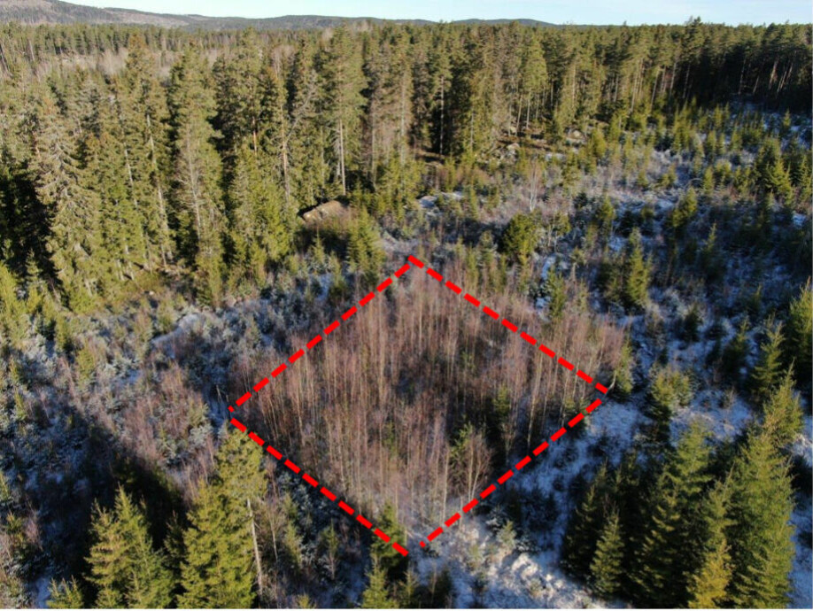 An aerial photo of a moose exclosure (red box, inside which moose cannot access) at one of the post-harvest study sites, showing differences in tree density, height, and composition with the surrounding open areas