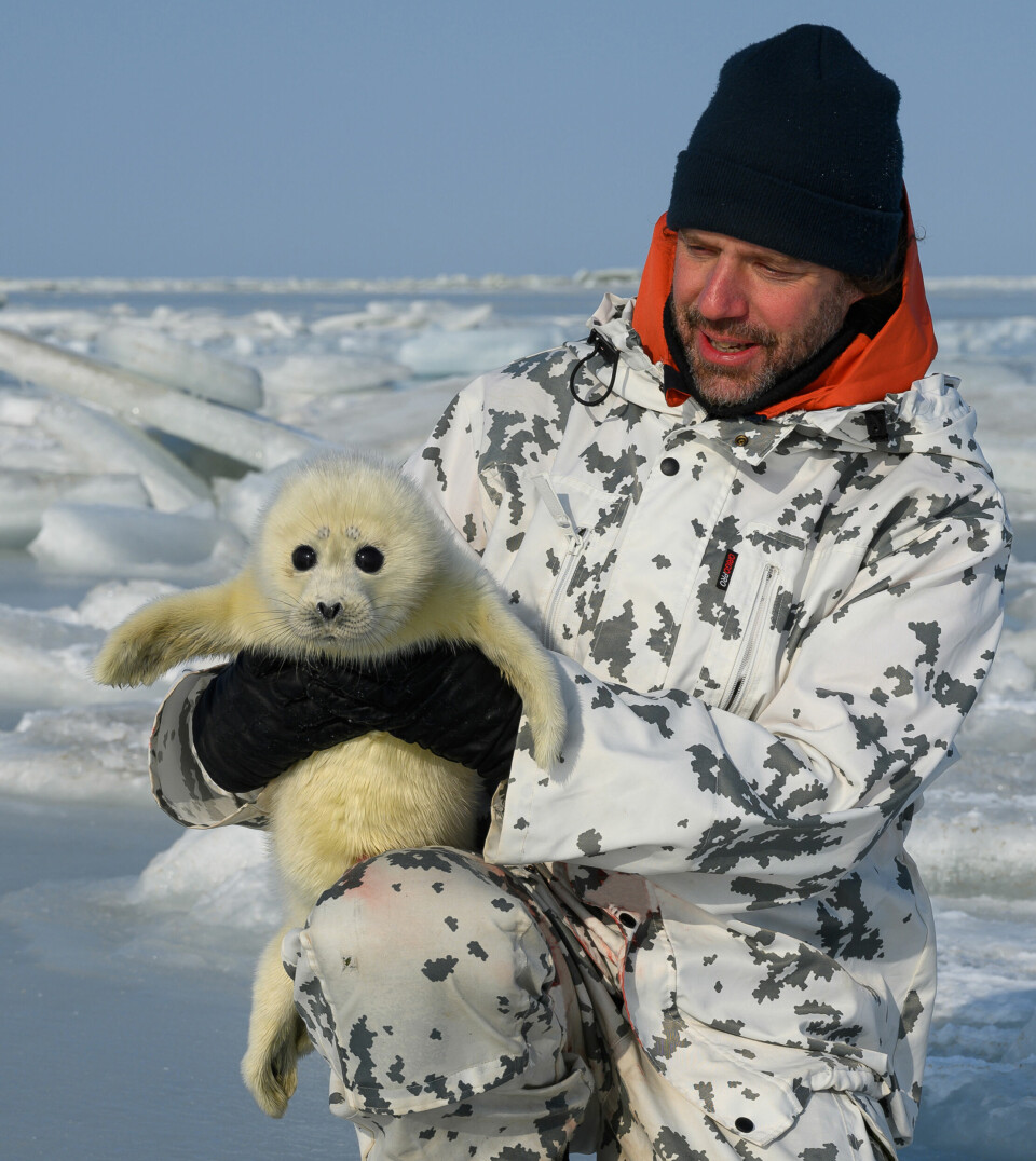 Genetic expert and researcher at NIBIO, Dr. Tommi Nyman holding a Caspian seal pup.