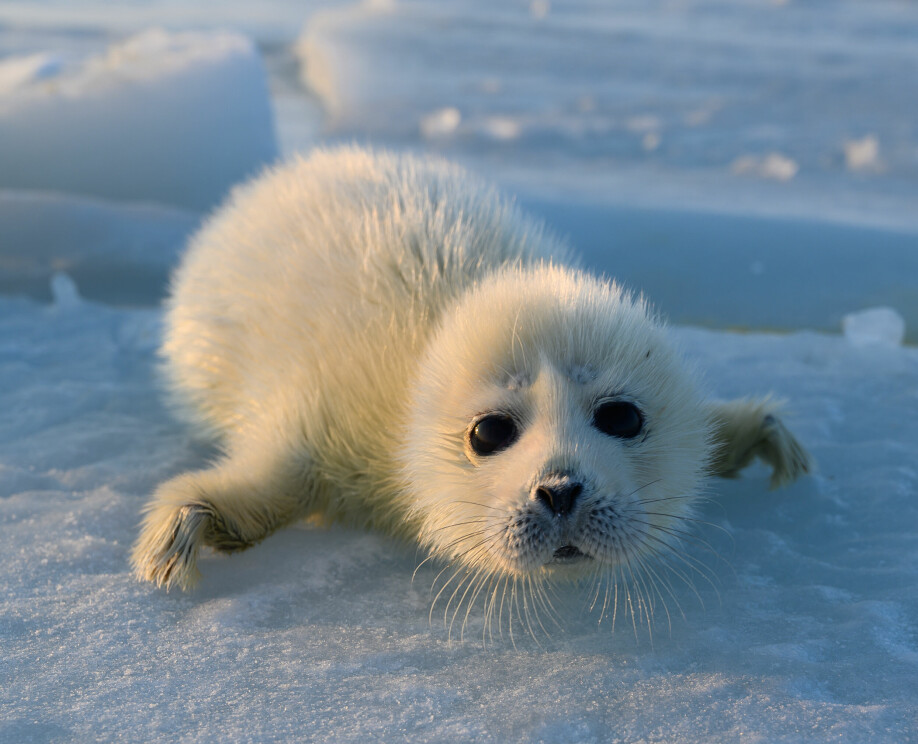 The Caspian seals breed, give birth, nurse and train their pups on ice only. Global warming can therefore have a serious impact on their future.