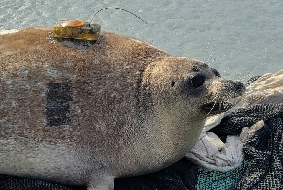The scientists installed electronic tracking sensors on the seals that received veterinary treatment. The instruments will determine the exact location of the animals, the depth of immersion and establish whether the seal is on ice or in water.