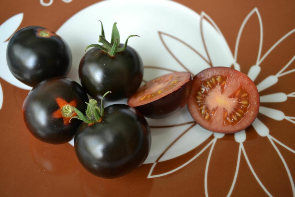 Genmodifiserte tomater med gener fra blåbær for å gjøre dem sunnere.