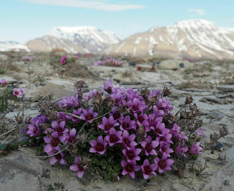 Rødsildre er en av de første plantene som blomstrer om sommeren på Svalbard. Hanna Resvoll-Holmsen dokumenterte denne og mange andre planter med fargebilder.