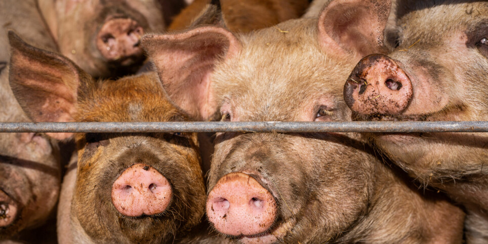 Forskerne anslår at alle avlede griser i verden veier rundt 40 millioner tonn.