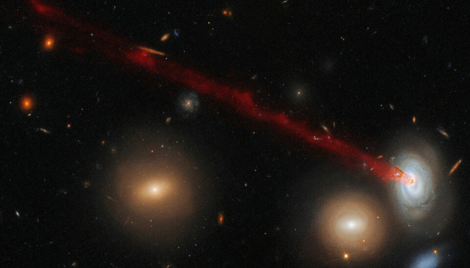 Her ser Hubble-teleskopet en ekstremvariant av en manet-galakse, i galaksen kalt D100 helt til høyre i bildet. Her presses gass ut av galaksen i en ekstremt lang tentakkel.