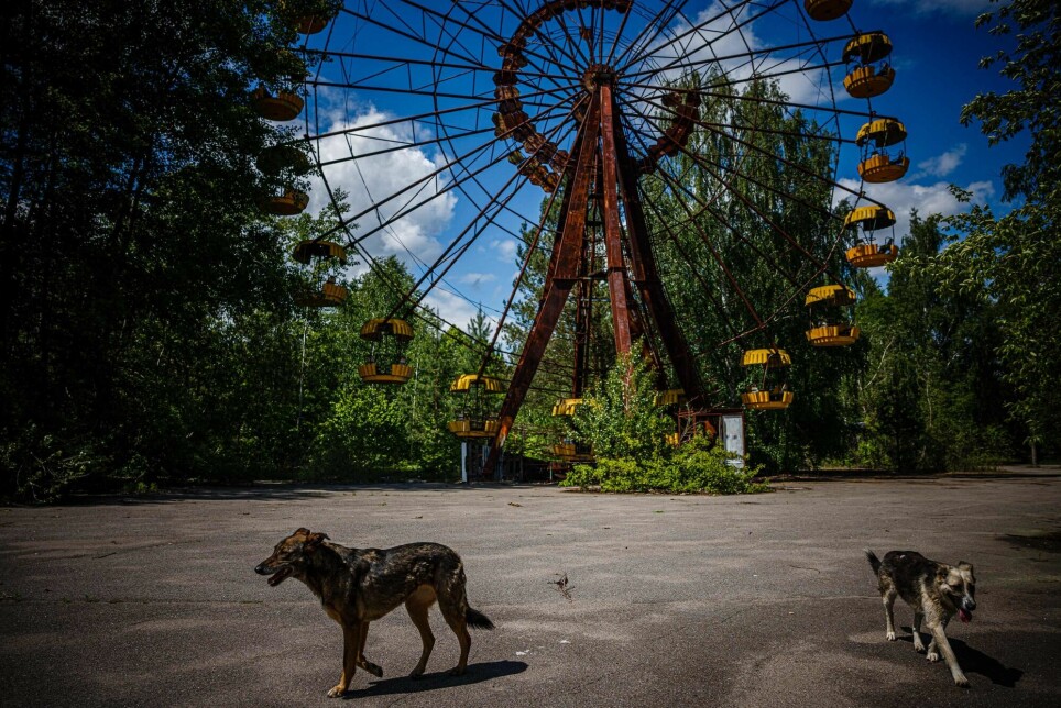 Hunder har klart seg overraskende bra i de forlatte områdene i Tsjernobyl i Ukraina. Midt under krigen i landet, studerer forskere nå virkningene av langtidsstråling på villhunder i området og hvordan hundene klarer å finne mat og overleve i de barske omgivelsene. Disse hundene oppholder seg i spøkelsesbyen Pripyat ved Tsjernobyl-kraftverket.