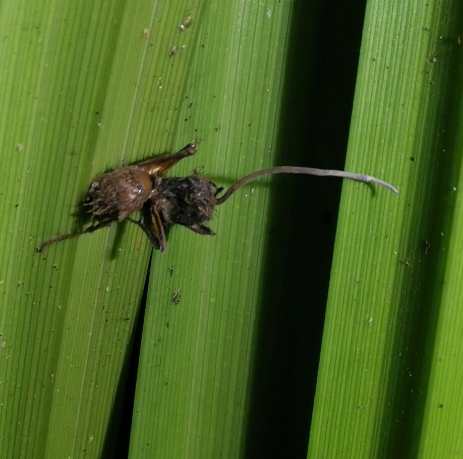 Sent stadie av Cordyceps-infeksjon hos maur, fra Bragança i Brasil.