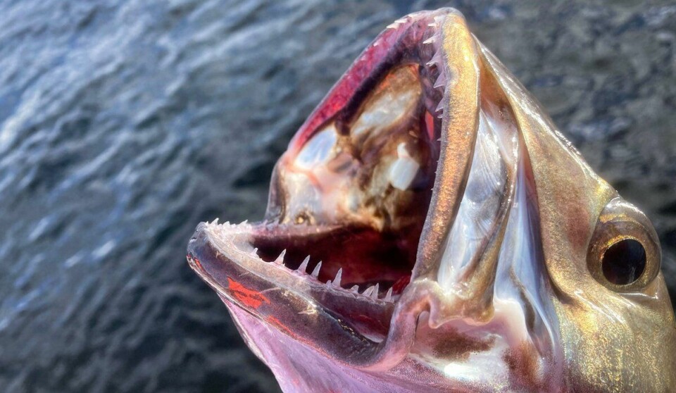 The hake tastes delicious, has beautiful colours, huge teeth and a uniqe behaviour.