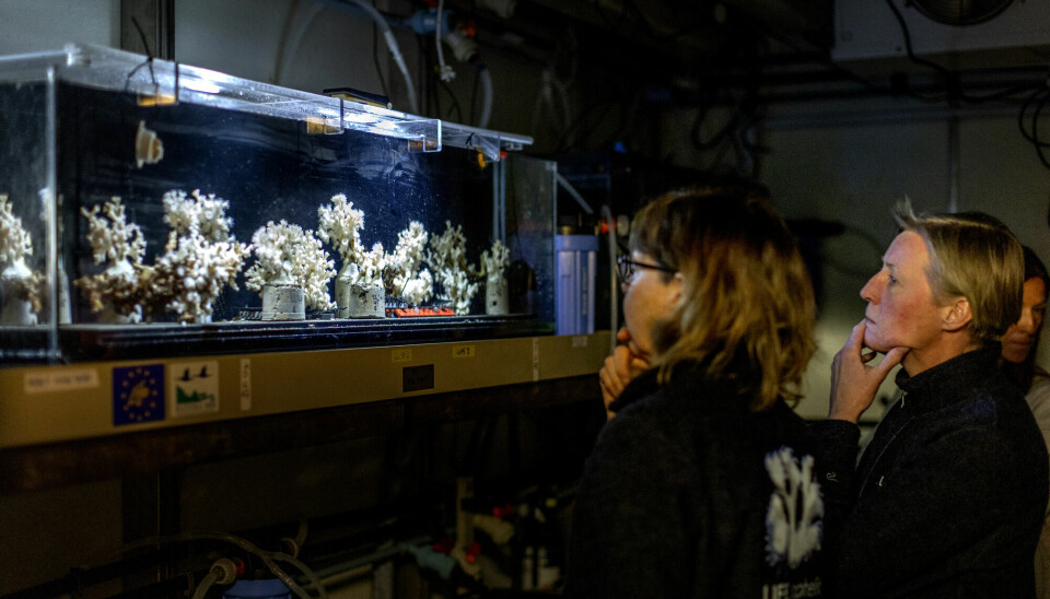 I et laboratorium utenfor Strömstad kikker Susanna Strömberg og Anita Tullrot på de norske øyekorallene som kan bidra til å redde de siste gjenværende revene i Sverige.