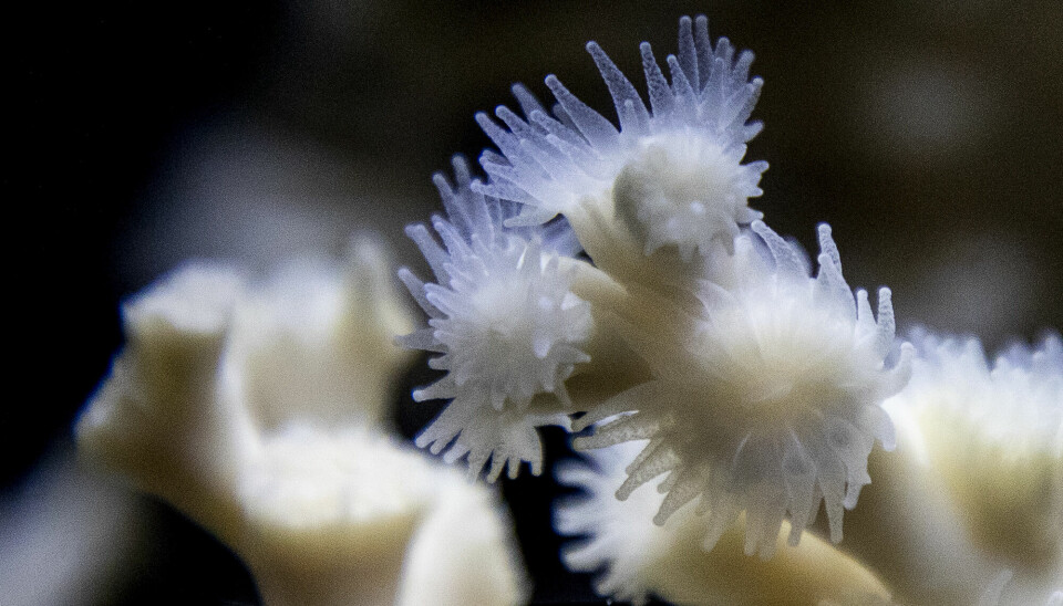 Lophelia pertusa, øyekorallen, er en kaldtvannskorall som blant annet finnes rundt Hvaler og Koster i grensefarvannene mellom Norge og Sverige. Korallen har gitt navn til prosjektet for å redde Sveriges korallrev.