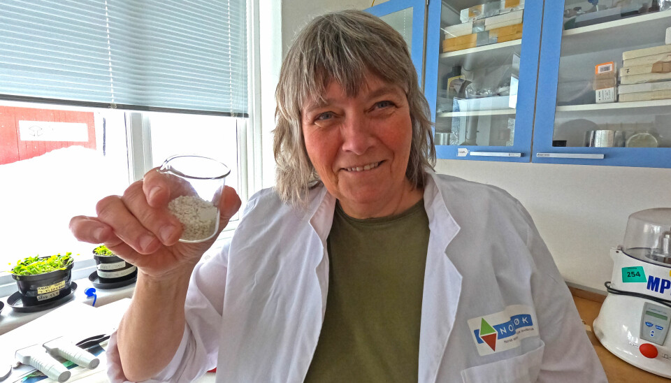 Forsker Anne-Kristin Løes ved NORSØK har ledet arbeidet med å teste ut struvitt som gjødsel i økologisk matproduksjon.