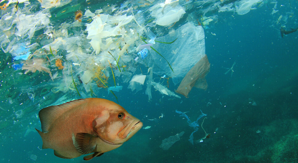 Plast i havet kan skade fisk og andre dyr.