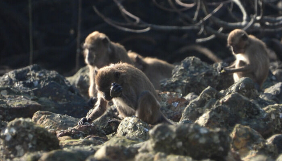 Makake-aper av arten Macaca fascicularis åpner nøtter med stein. Da faller det av skarpe flak som kan minne om steinredskaper.