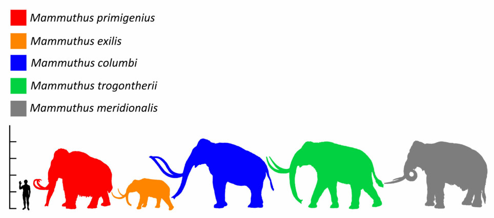 Pygmémammuten i oransje sammenlignet med menneske og andre mammuter.