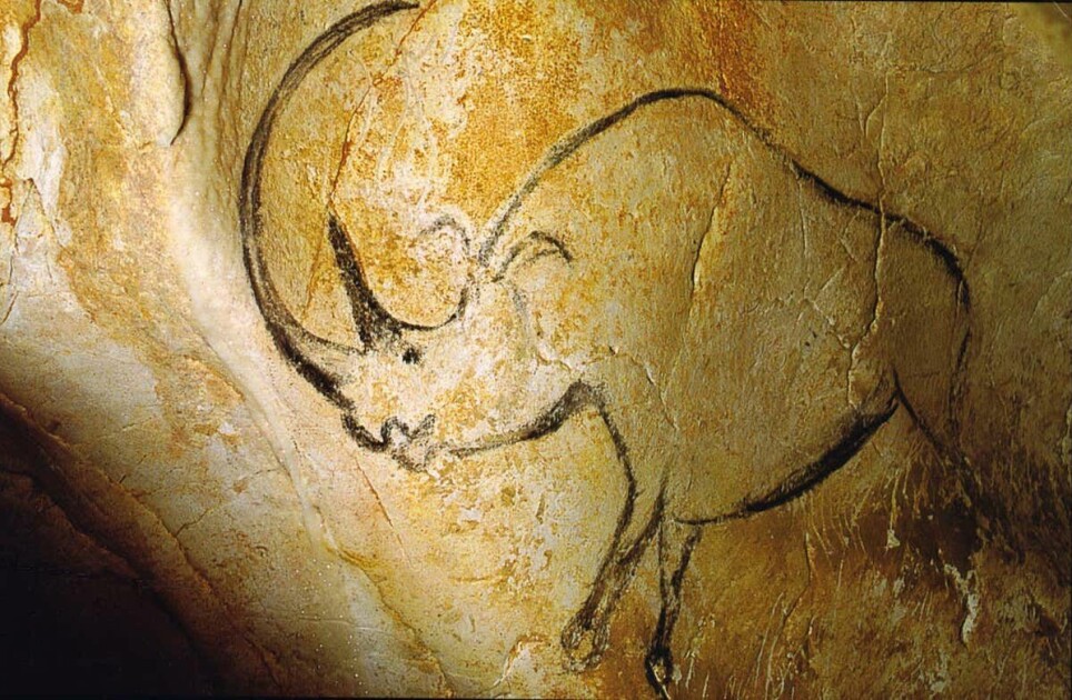Ullhåret neshorn avbildet i Chauvet-grotten i Sør-Frankrike for rundt 36.000 år siden. Dette pelskledde neshornet hadde to horn og levde over nesten hele Eurasia, fram til det forsvant for rundt 10.000 år siden. Det kan ha blitt jaktet på med pil og bue.