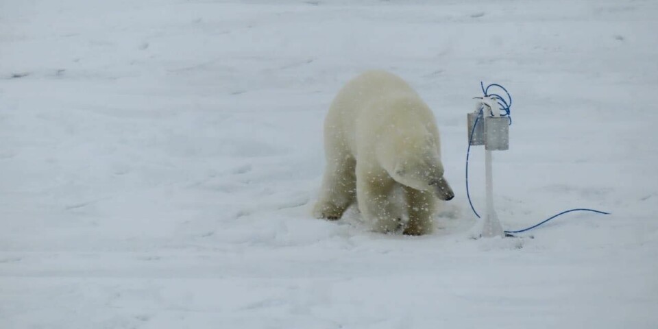 En isbjørn studerer en prøvetaker i Olgastredet utenfor Svalbard.