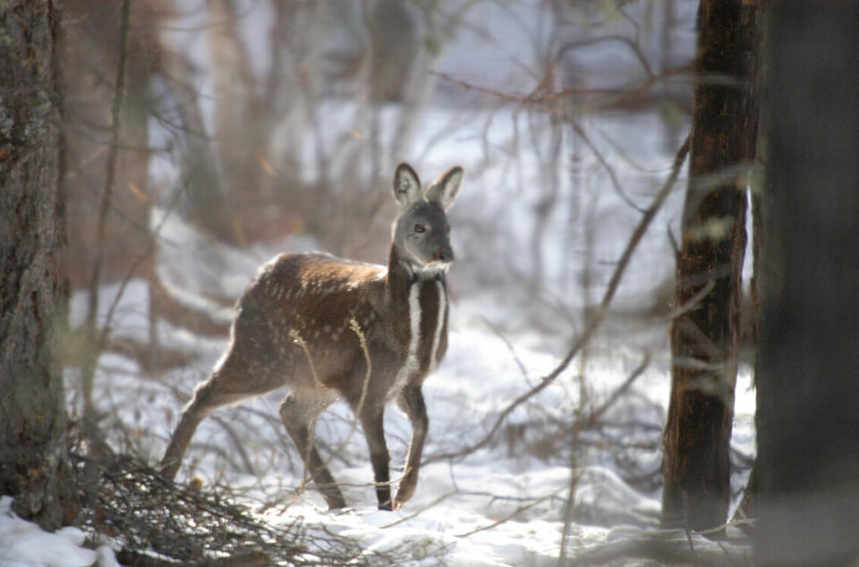 Den ytterst sjeldne moskushjorten er fanget på et kamera i en snødekket skogbunn.