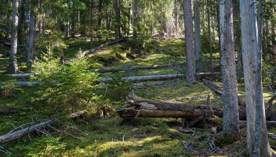 Gammel barblandingsskog med gamle trær og mye død ved på produktiv mark i lavlandet er sjeldent forkommende i dagens skoglandskap. Slike varierte naturskoger er svært viktige for biologisk mangfold.